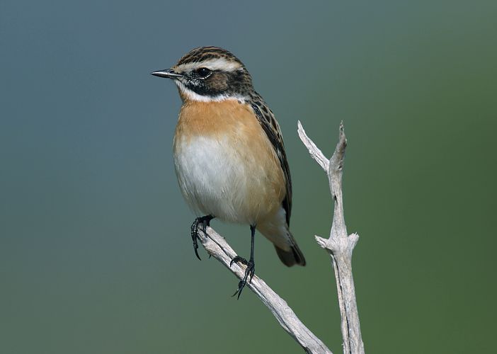 Braunkehlchen