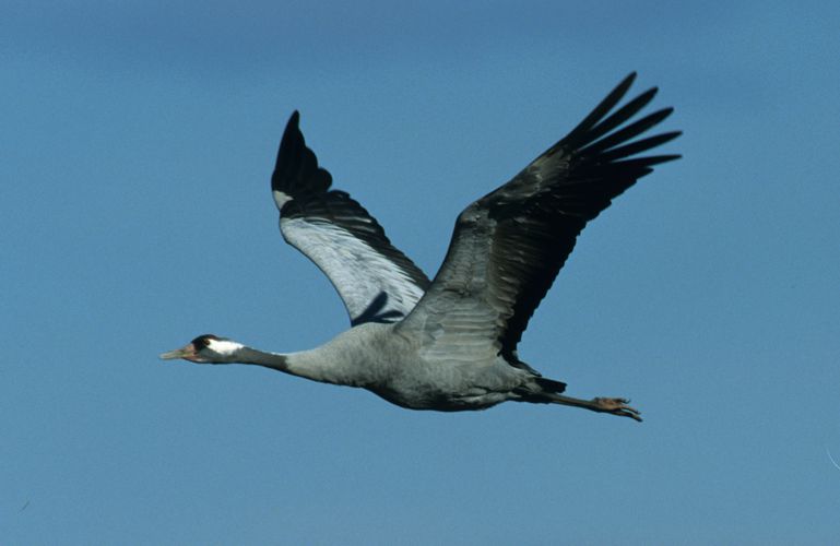 Fliegender Kranich Fliegender Kranich