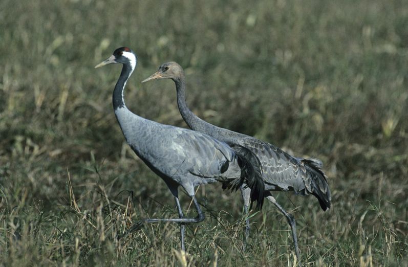 Kranich mit Jungvogel