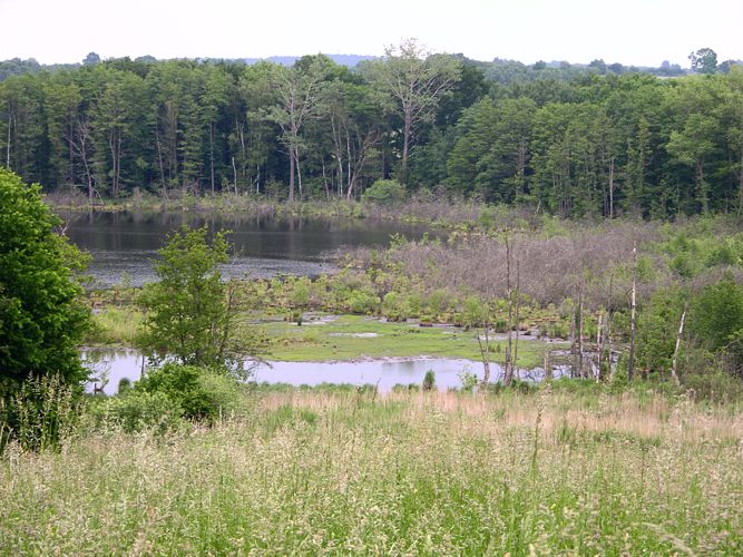 Pantener Moorweiher