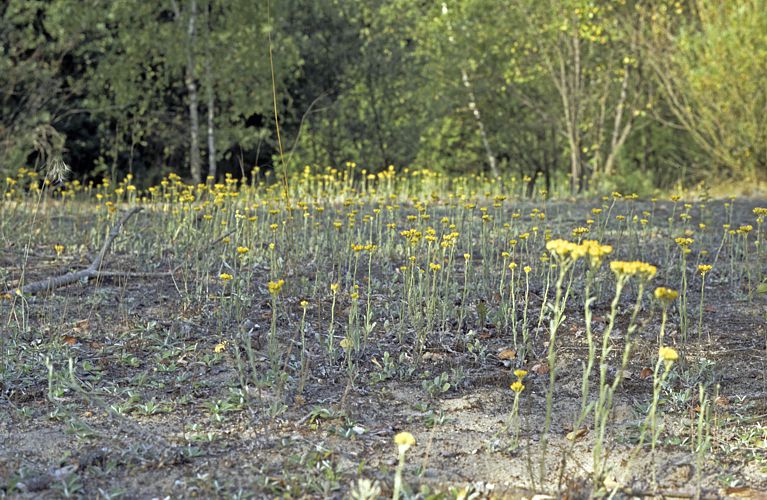 Sandstrohblumen