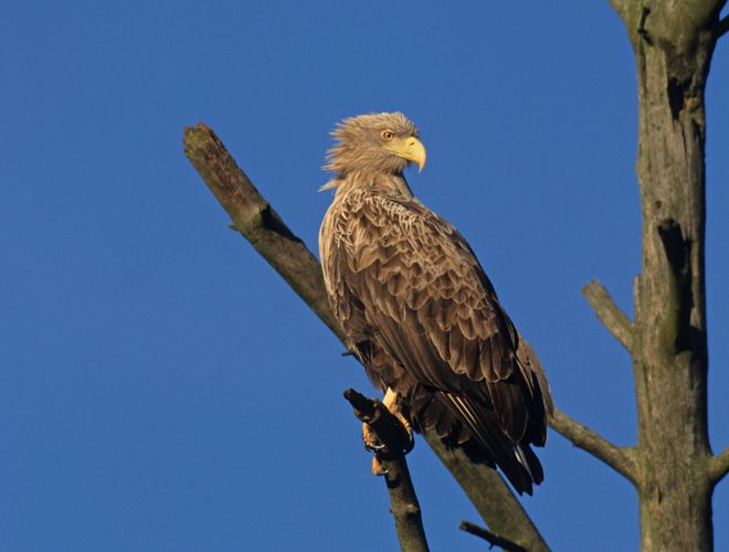 Seeadler, Altvogel