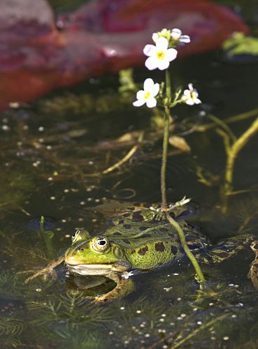 Teichfrosch