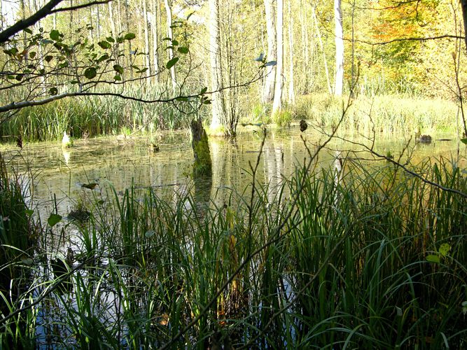 Waldweiher im Hevenbruch