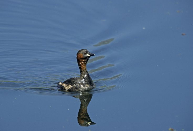 Zwergtaucher