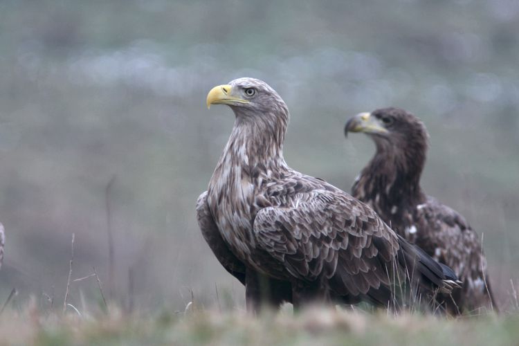 Seeadler mit Jungvogel